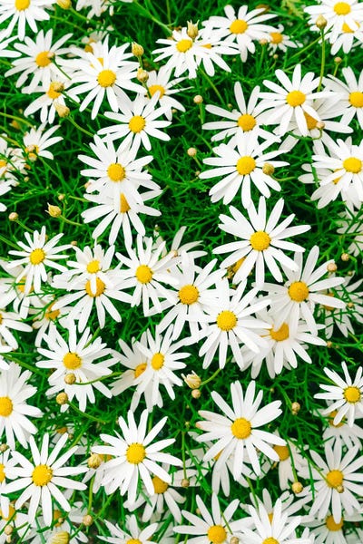 Floral Close-Ups: Carmel Blooms IV by Bethany Young