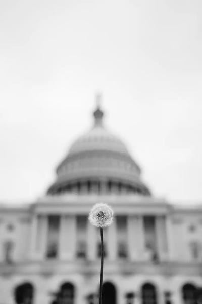 Dandelions: American Wishes by Bethany Young
