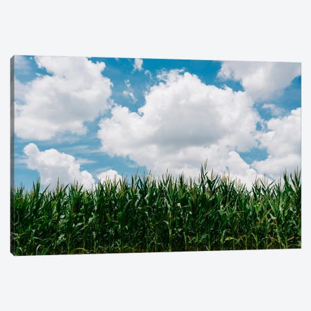 Rural Corn Fields III Canvas Print #BTY1200} by Bethany Young Art Print