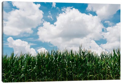 Rural Corn Fields III Canvas Art Print - Bethany Young
