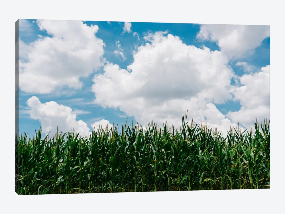 Rural Corn Fields III by Bethany Young 1-piece Canvas Artwork