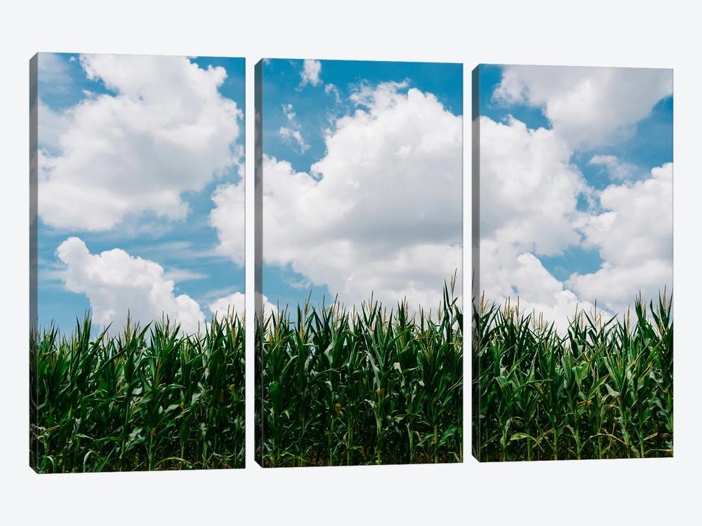 Rural Corn Fields III by Bethany Young 3-piece Canvas Art