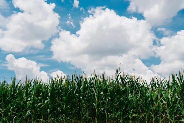 Oklahoma: Rural Corn Fields III by Bethany Young