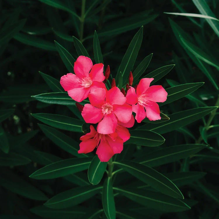 Florida Blooms II