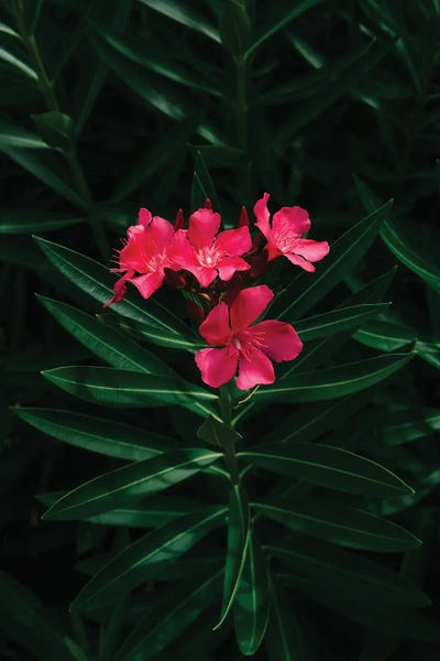 Florida Blooms by Bethany Young art print