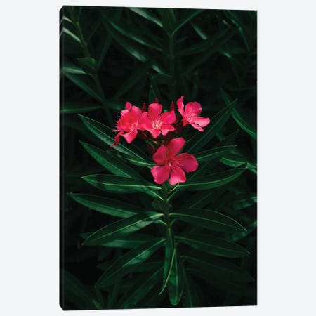 Florida Blooms Canvas Print #BTY1211} by Bethany Young Canvas Wall Art