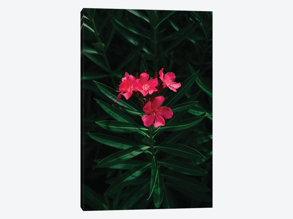 Florida Blooms by Bethany Young 1-piece Canvas Wall Art
