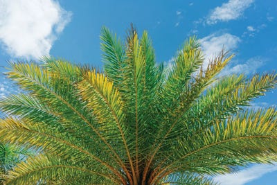 Florida Palm by Bethany Young canvas print