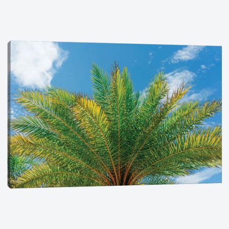 Florida Palm Canvas Print #BTY1213} by Bethany Young Canvas Art
