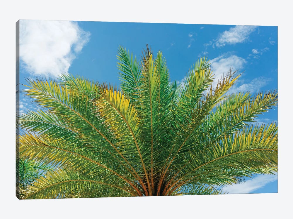 Florida Palm by Bethany Young 1-piece Canvas Art