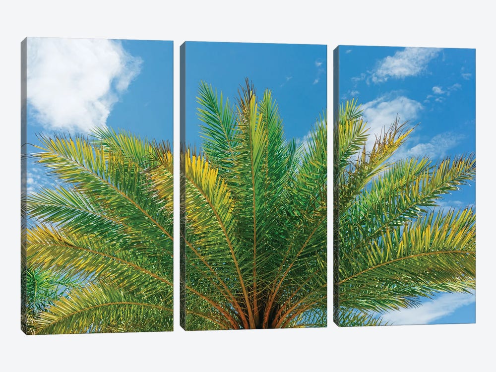Florida Palm by Bethany Young 3-piece Canvas Art