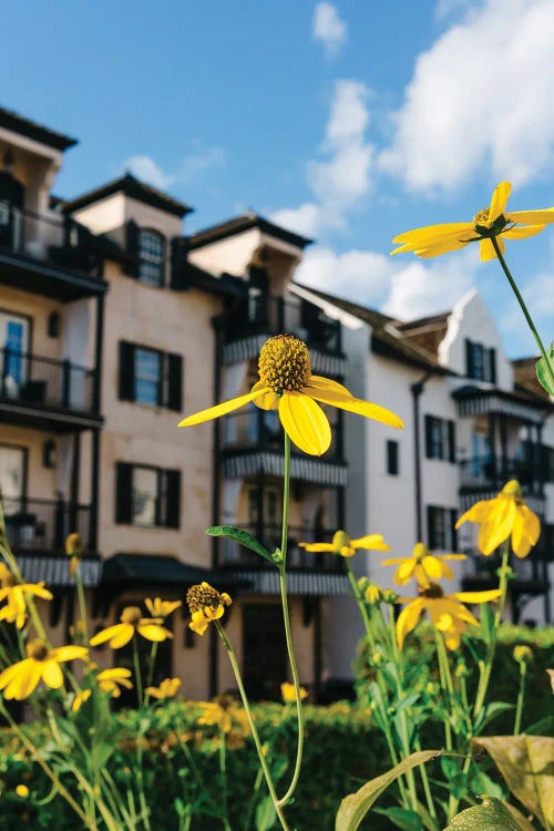 Rosemary Beach Blooms by Bethany Young wall art