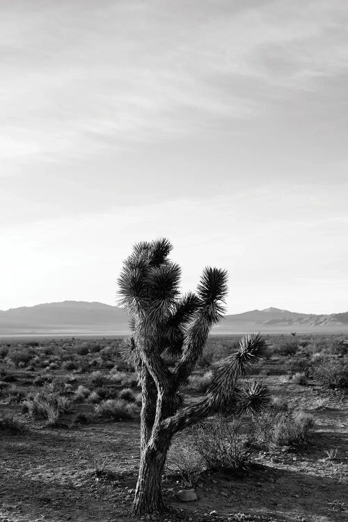 Joshua Tree Sunrise III