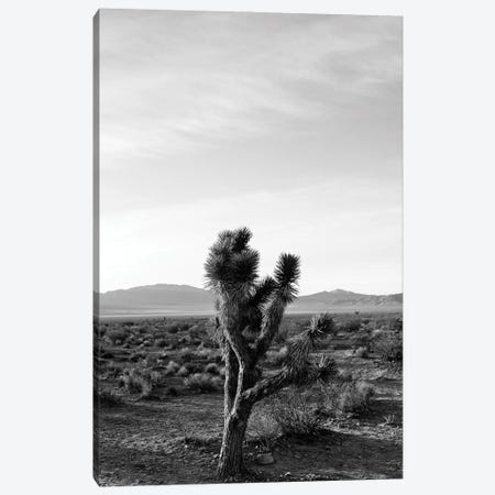Joshua Tree Sunrise III Canvas Print #BTY1218} by Bethany Young Canvas Wall Art