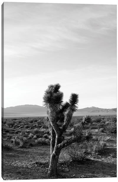 Joshua Tree Sunrise III Canvas Art Print - Desert Landscape Photography