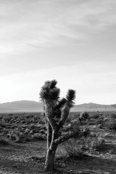 Desert: Joshua Tree Sunrise III by Bethany Young