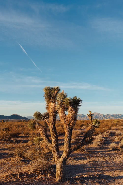 Nevada Desert Sunrise III