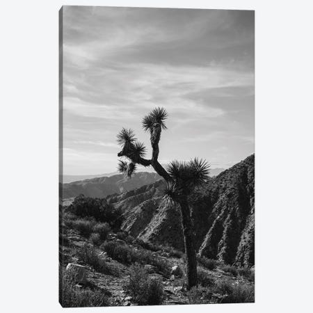 Joshua Tree National Park XXXIV Canvas Print #BTY124} by Bethany Young Canvas Art Print