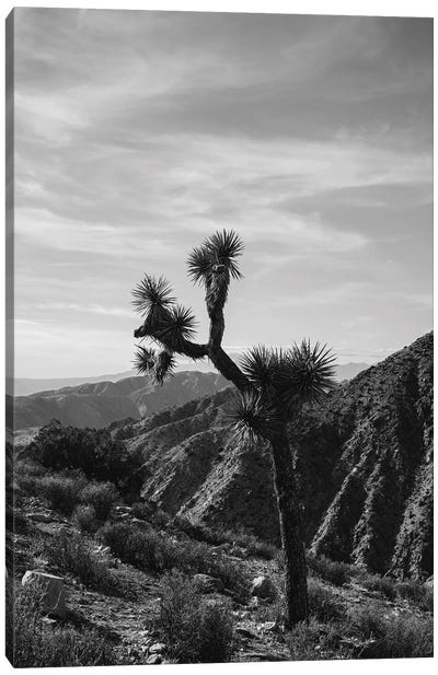 Joshua Tree National Park XXXIV Canvas Art Print - Desert Landscape Photography