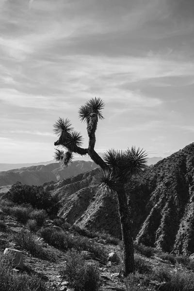 Succulents: Joshua Tree National Park XXXIV by Bethany Young