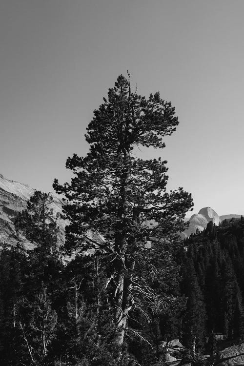 Olmsted Point, Yosemite National Park VI by Bethany Young wall art