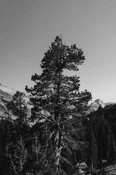 Yosemite National Park: Olmsted Point, Yosemite National Park VI by Bethany Young