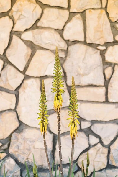 Palm Springs: Palm Springs Blooms by Bethany Young