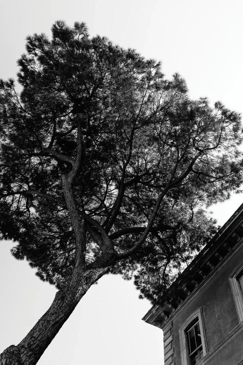 Italian Stone Pine Tree III