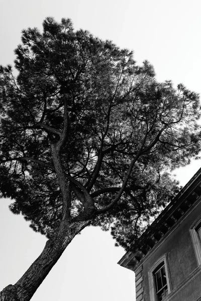 Lazio: Italian Stone Pine Tree III by Bethany Young