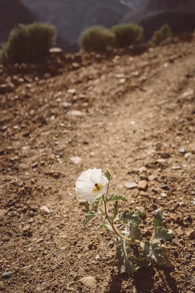 Yosemite Bloom III by Bethany Young canvas print