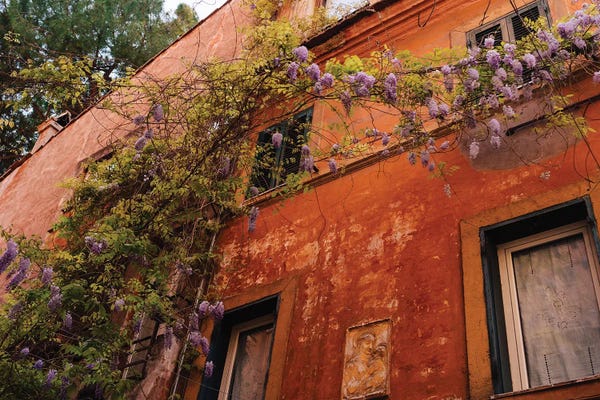 Wisterias: Wisteria in Rome III by Bethany Young