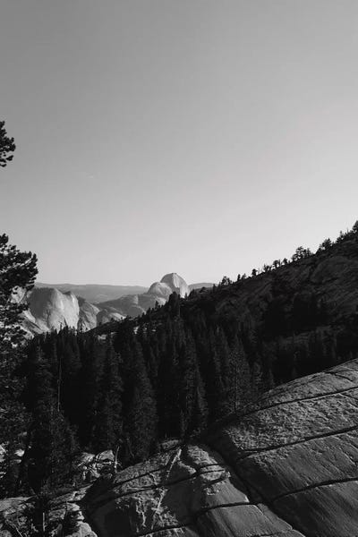 Evergreen Trees: Olmsted Point, Yosemite National Park VII by Bethany Young