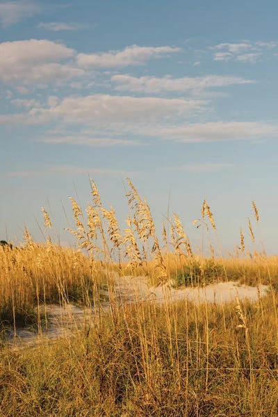 South Carolina: Hilton Head Island II by Bethany Young