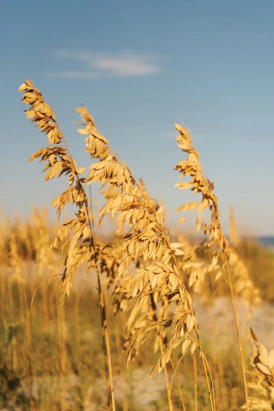 South Carolina: Hilton Head Island III by Bethany Young