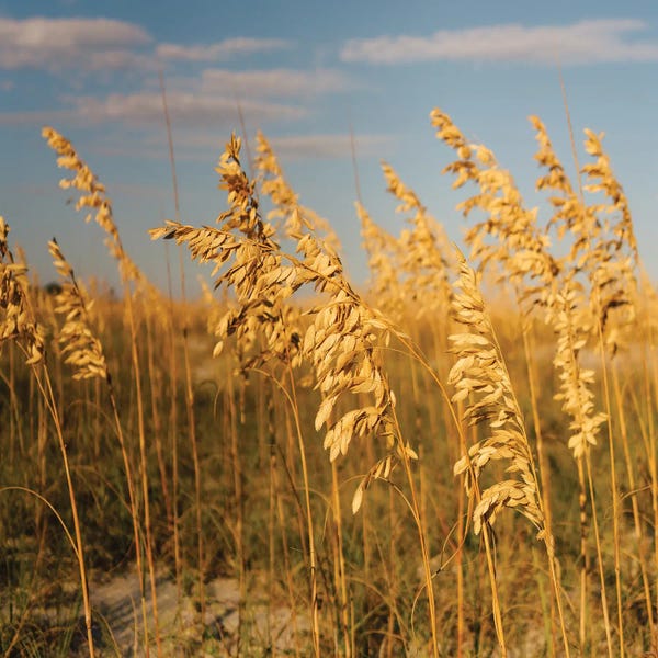 South Carolina: Hilton Head Island IV by Bethany Young