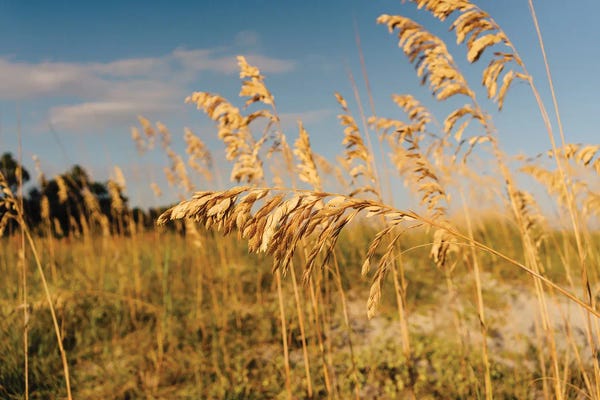 South Carolina: Hilton Head Island by Bethany Young
