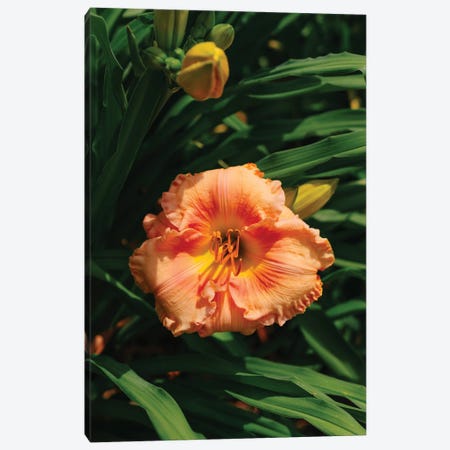 Daylily Garden II Canvas Print #BTY1366} by Bethany Young Art Print