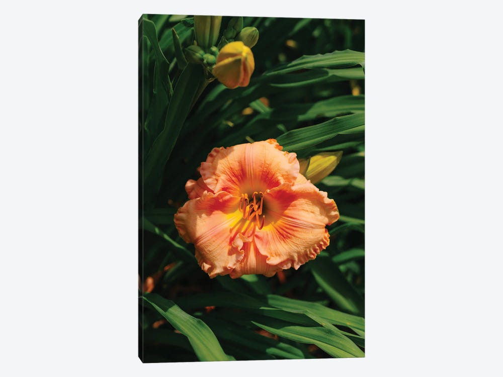 Daylily Garden II by Bethany Young 1-piece Canvas Print