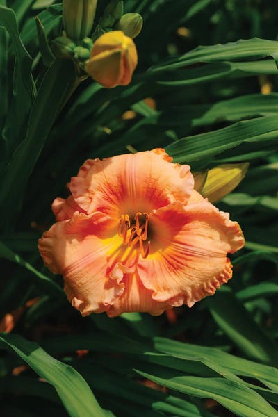 Oklahoma: Daylily Garden II by Bethany Young