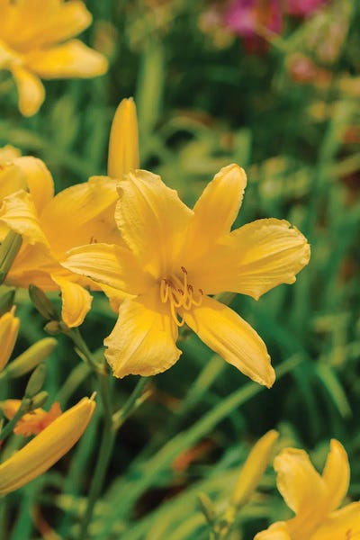 Daylily Garden IV by Bethany Young canvas print