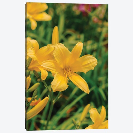 Daylily Garden IV Canvas Print #BTY1368} by Bethany Young Canvas Wall Art