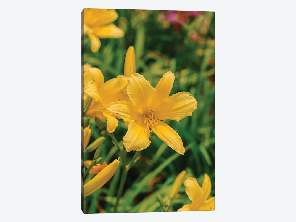 Daylily Garden IV by Bethany Young 1-piece Canvas Print