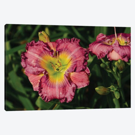 Daylily Garden IX Canvas Print #BTY1369} by Bethany Young Canvas Artwork
