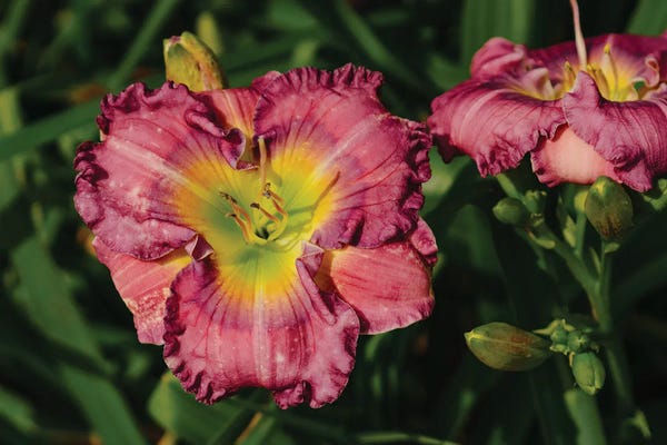 Oklahoma: Daylily Garden IX by Bethany Young