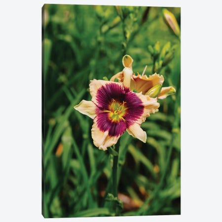 Daylily Garden V Canvas Print #BTY1370} by Bethany Young Art Print