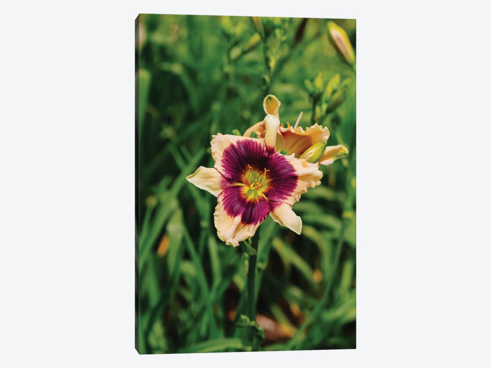 Daylily Garden V by Bethany Young 1-piece Canvas Artwork
