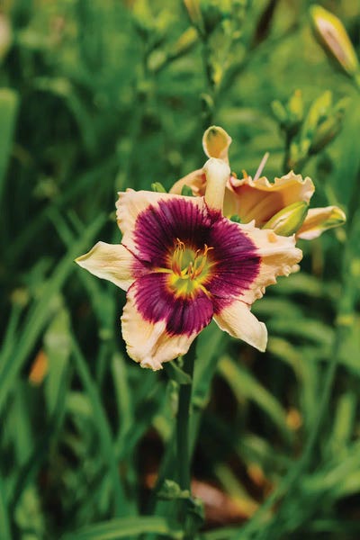 Oklahoma: Daylily Garden V by Bethany Young