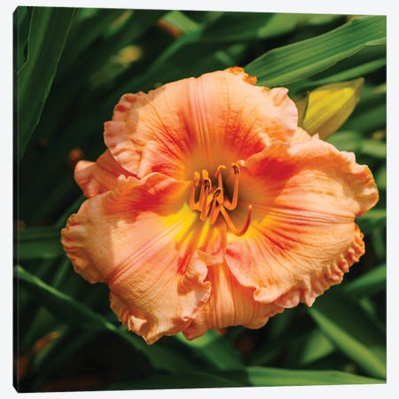 Daylily Garden VII Canvas Print #BTY1372} by Bethany Young Canvas Print
