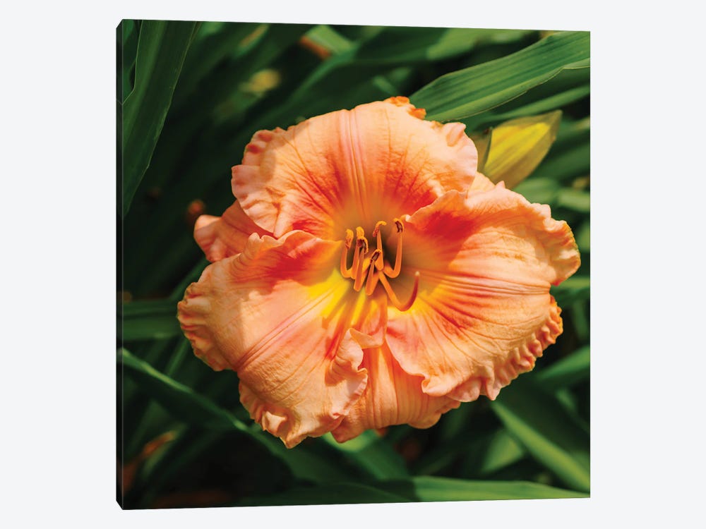 Daylily Garden VII by Bethany Young 1-piece Canvas Wall Art
