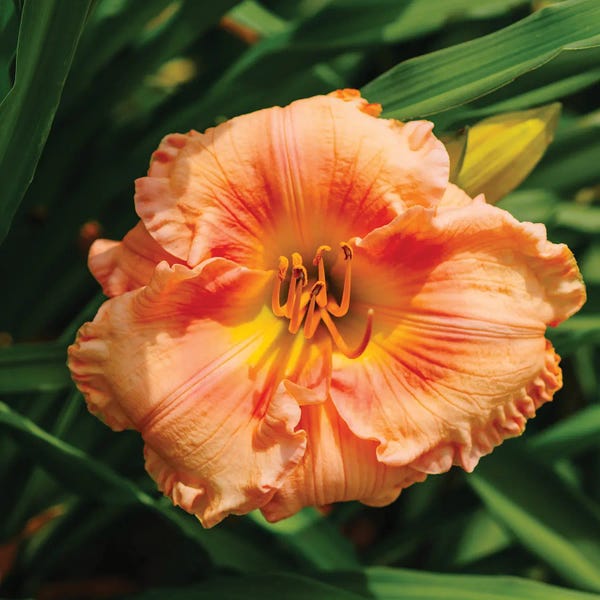 Oklahoma: Daylily Garden VII by Bethany Young